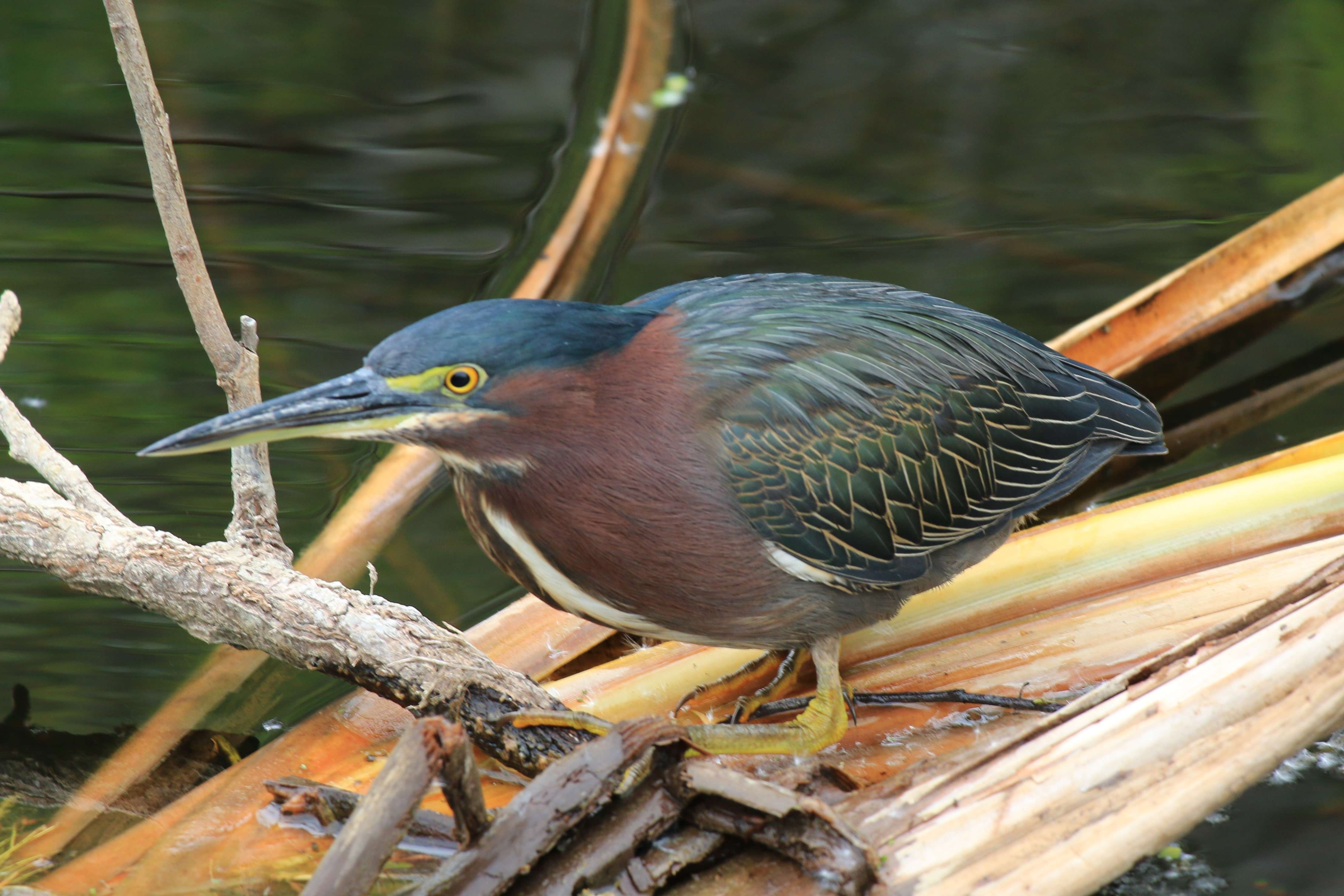 Green Heron